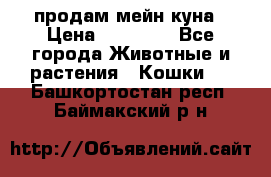 продам мейн куна › Цена ­ 15 000 - Все города Животные и растения » Кошки   . Башкортостан респ.,Баймакский р-н